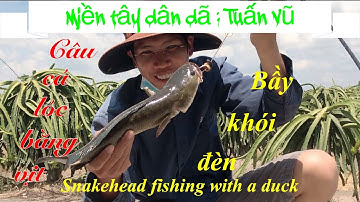 Câu cá lóc bằng vịt: bầy khói đèn cá gì mà táp tới 10 mấy phát mới dính | snakehead fishing