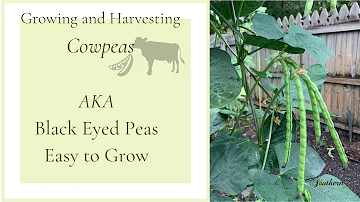What are cowpeas for?