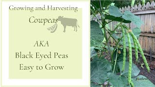 Growing and Harvesting Cowpeas|AKA Black Eyed Peas|Easy Plant to Grow🍃