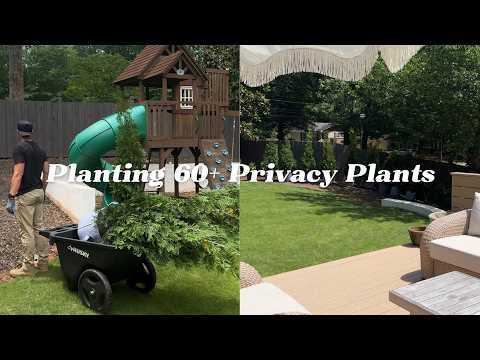 We Planted 60+ Privacy plants in One Day... Here's How It Turned Out