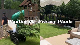 We Planted 60+ Privacy plants in One Day... Here's How It Turned Out