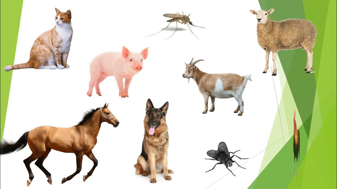 LENTE / DIEREN taalbegrip ra ra