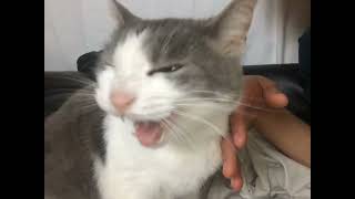 [Sushi Archive] Cuddly Sushi