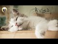10 hours of music for cats  harp music with cat purring sounds  relaxing cat music mix