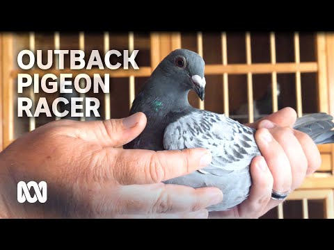 Outback pigeon racer