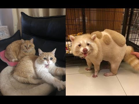 最高にかわいい 面白い動物たちに癒される It Is Healed By The Most Cute Funny Animals Youtube