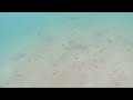Club Med Kabira Snorkeling ' クラブメッドカビラ シュノーケリング '