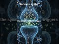 Nervous System || Action Potential || The Electrical Signal Inside Your Brain"