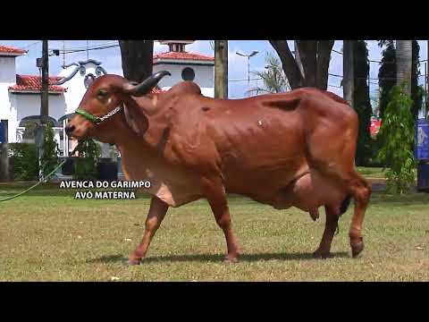 LOTE 25   FSPG 526