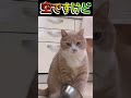 無言の催促　目力すごー🐶　# pets ciuciu22さんのチヤンネルで見つけました