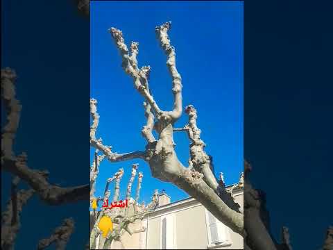 سبحان الله شكل شجرة بدون اوراق