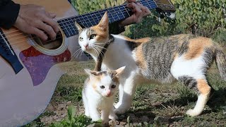I played the guitar with cats on a windy day (Where the Wind)