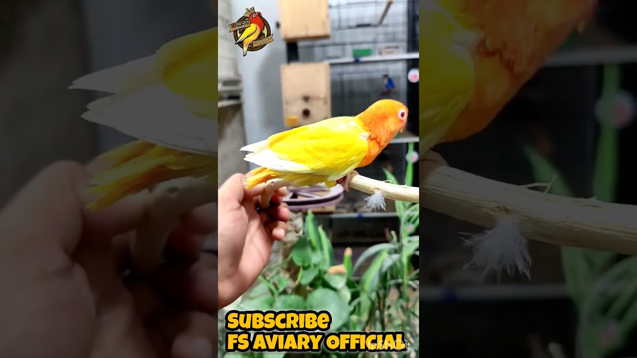 Lutino Opaline Lovebird Baby 2024 | FS Aviary Official | FS 180 Ring Birds | 