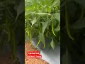 #naturalfarming #cardamom #ravihybridseeds #chilli #deccan887 #hybridbrinjal
