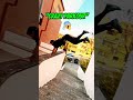 This Is What Real Crazy Parkour Looks Like VX Edit