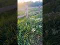 Relaxing Walk in Oxford Meadows | No Talking, Just Nature