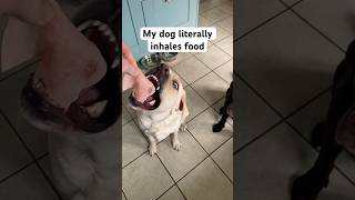 My Dog Literally Inhales Food #doglover #dog #labrador Net Worth