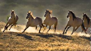 Jessy - Wild Horses The Sundays - Cover - Guitar Version