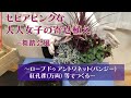 ローブ・ドゥ・アントワネットを使った寄せ植え(万両　紅孔雀、他)