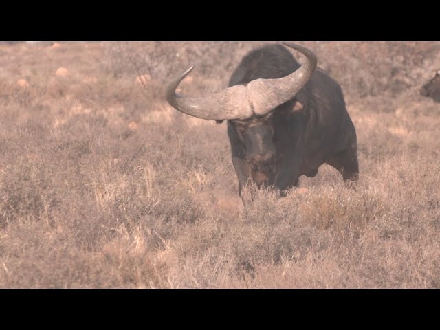 Buffalo Hunting with a Great Outfitter in 4K by African Safari Photo. class=