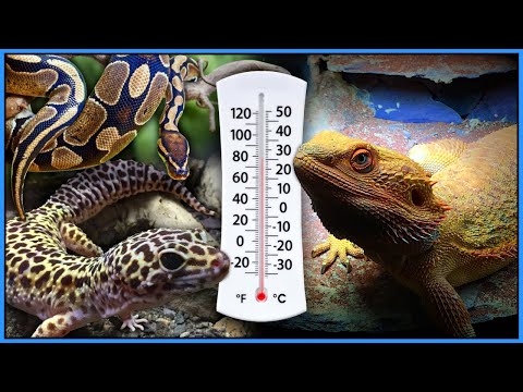 We've Been Heating Reptile Enclosures Incorrectly All These Years! - How to Heat a Reptile Tank
