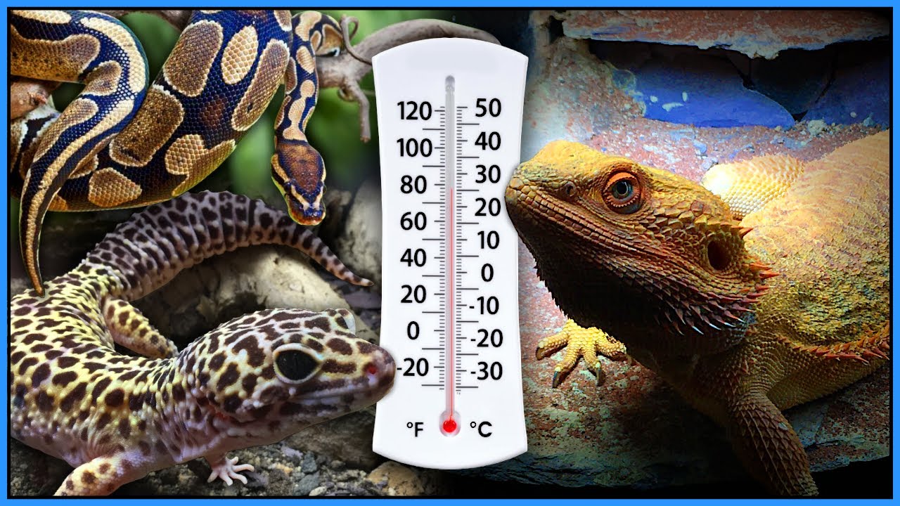 What Temperature Should Bearded Dragon Tank Be? – REPTI ZOO