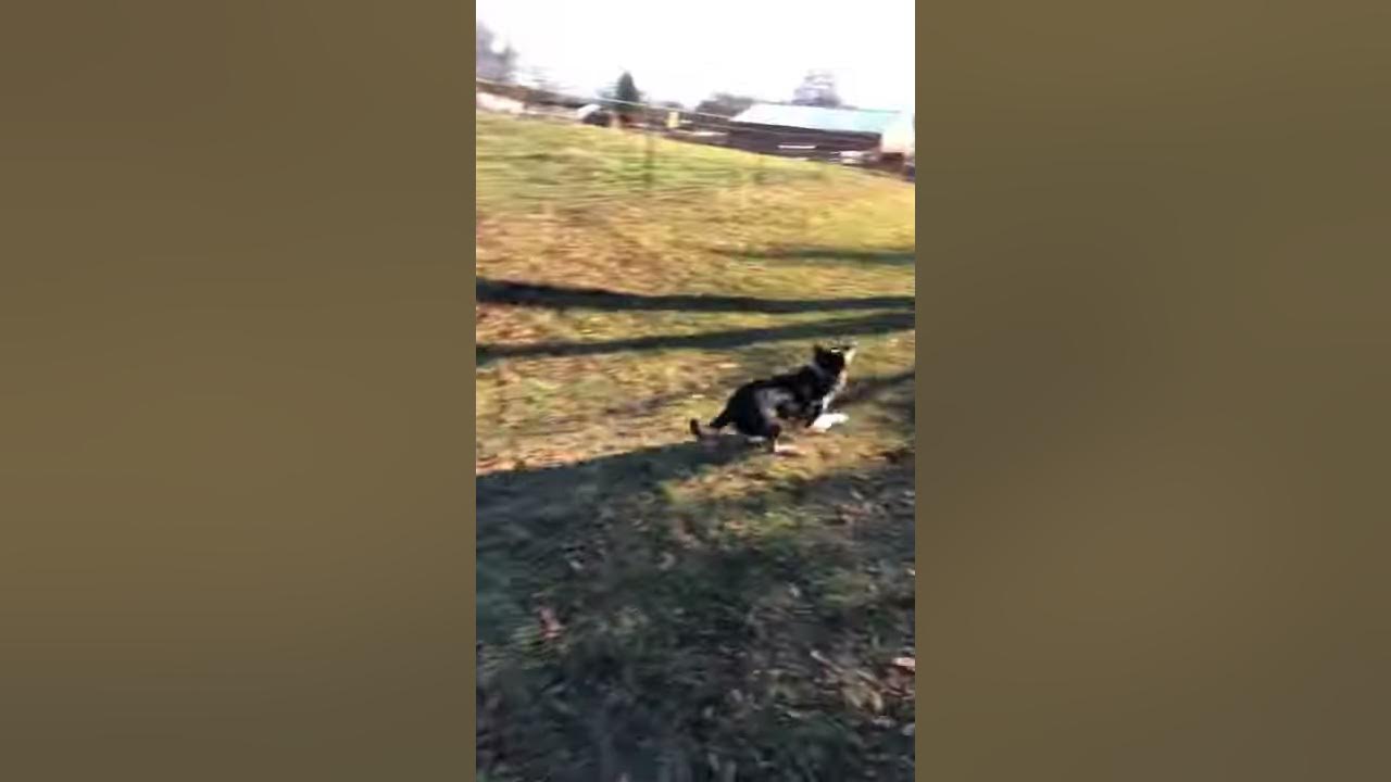 Border Collie reverses direction and leaps like a deer to catch ChuckIt