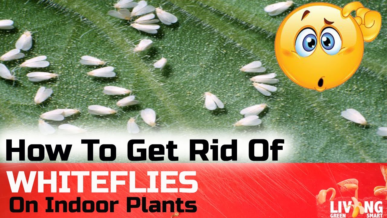 How To Get Rid Of WHITE FLIES On Indoor Plants Quick Fix YouTube
