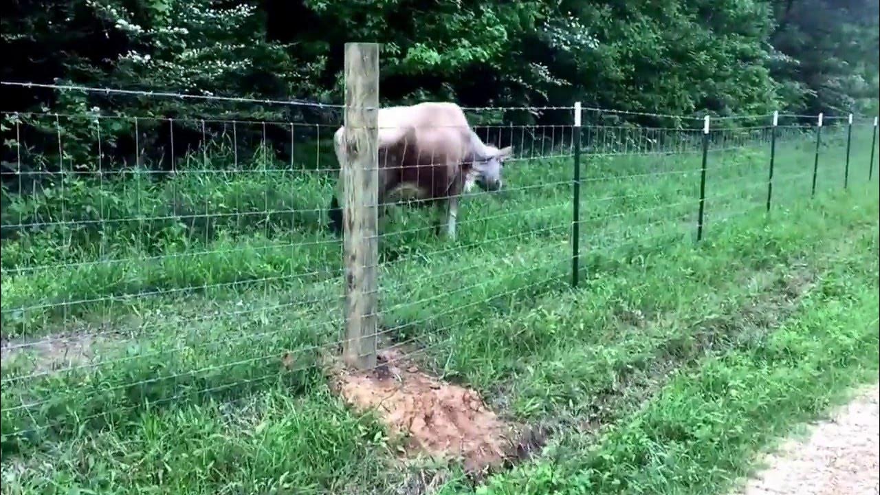 Our NRCS Fence Project is Complete 25.5 acres of fresh forage for the