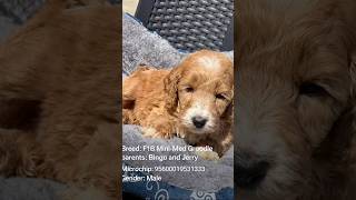 F1B Mini–Med Groodle Pup 🐾 | Bingo × Jerry |956000019531333 |BR100575 #puppiesdownunder F1B Mini–Med Groodle Pup 🐾 | Bingo × Jerry |956000019531333 |BR100575 #puppiesdownunder