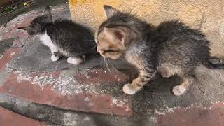 Rescue two kitten cat no mom no food