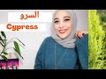 السرو Cypress أنواعه و كيفية العناية والإكثار م عنود البركة