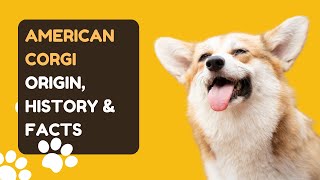 American Corgi Origin, History & Facts by Pet Care Tips 16 views 7 months ago 3 minutes, 4 seconds