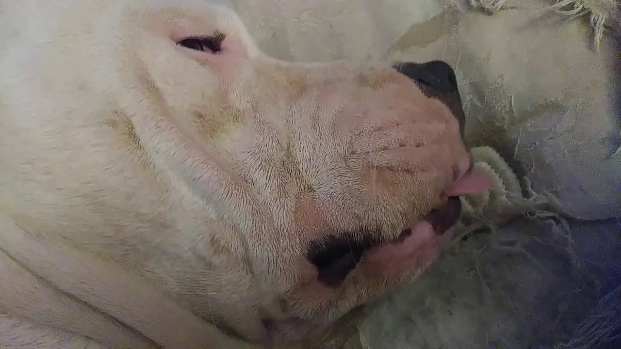 Dog eats in her sleep YouTube