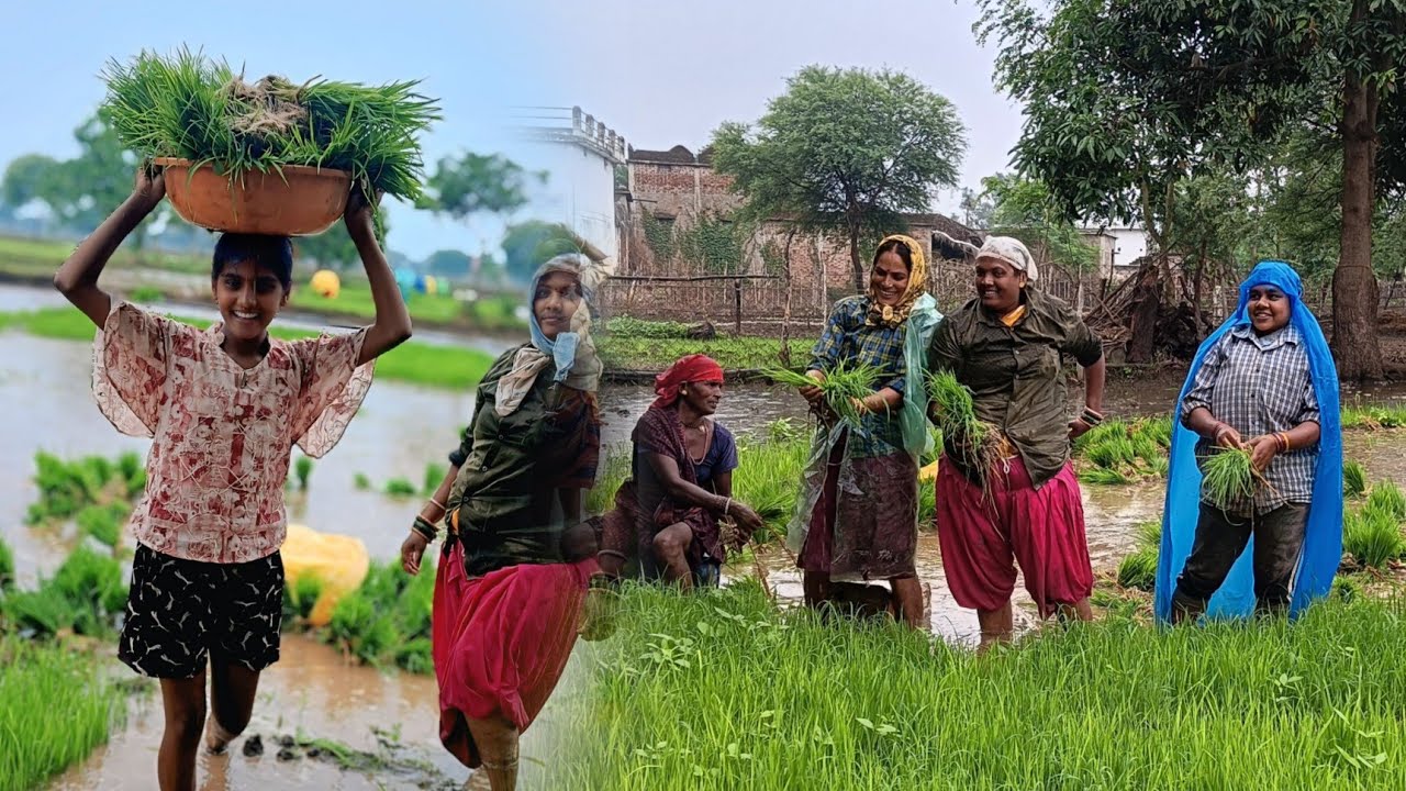 हमर खेती किसान🌿🪴🏞️🤗