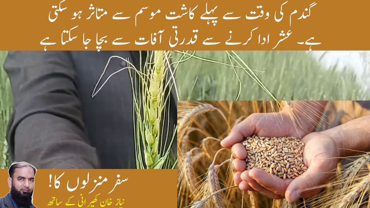 What is Ideal Time of Wheat Planting Cultivation time of wheat crop in Pakistan-Niaz khan kherani