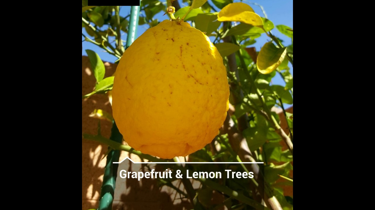 Mountain Park Ranch   Home For Sale HD