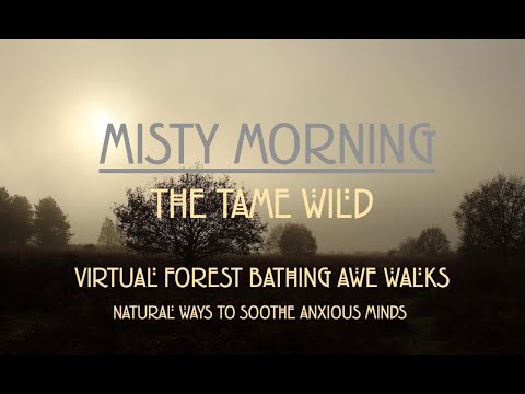 Calming Virtual Awe Walk on a  Misty Autumn Morning in English Woodland.