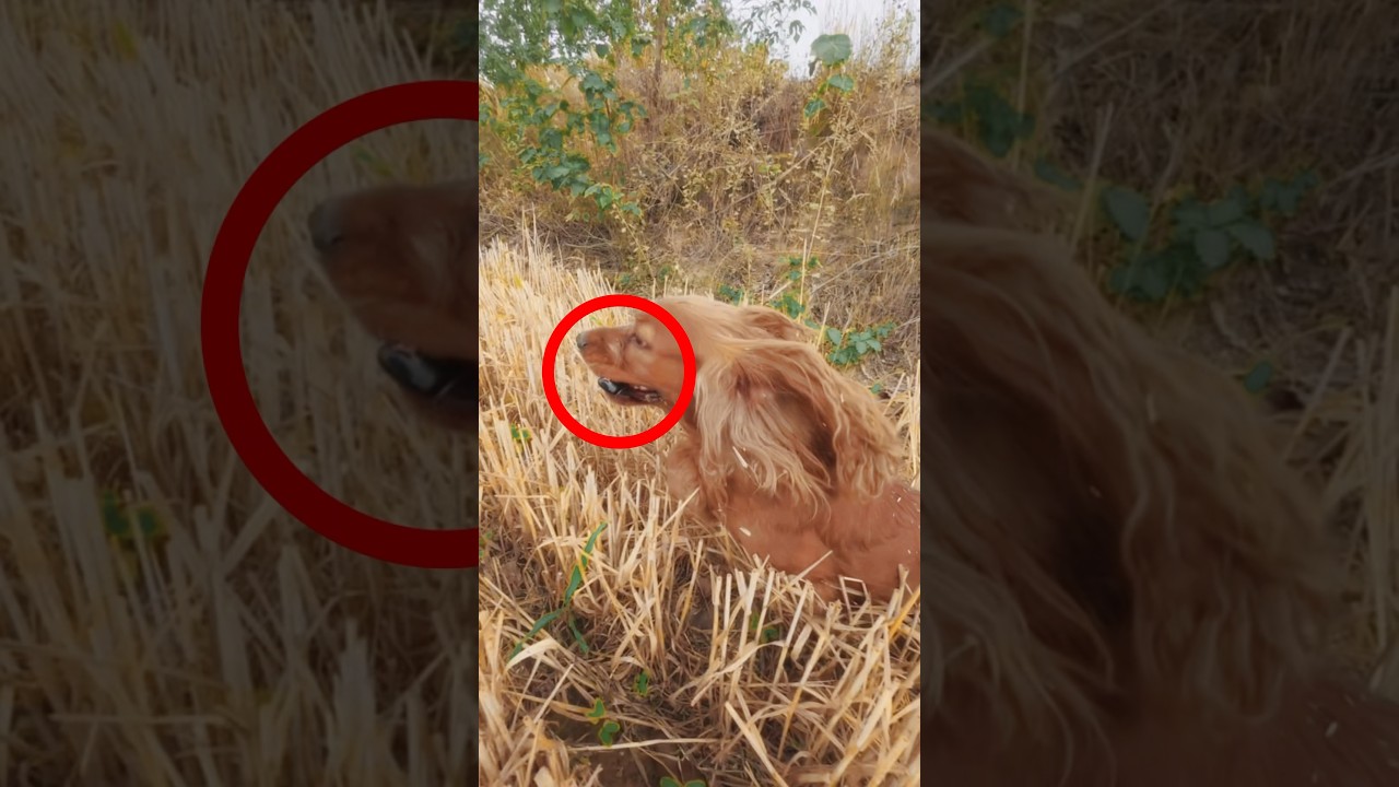 Dog Finds Keys From 1000 Meters Away 