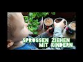 Ref:cLB9L3V_35Q Sprossen ziehen mit kindern - superfoods von der fensterbank