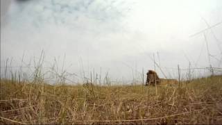 LIon Production
