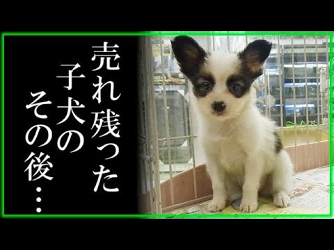 ペットショップで売れ残った子犬たちはどうなるの Youtube