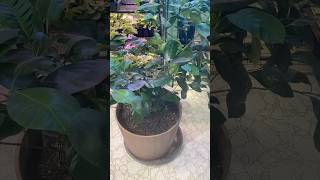 How to Fertilize an Orange Tree in a Container #gardening ##citrustree #containergardening