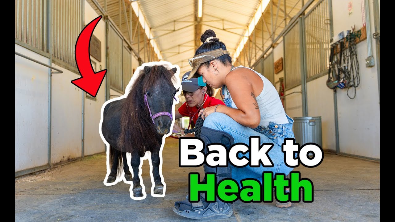 Mini Horse Rescue ❤️ You Won’t Believe His Story -Ep. 66