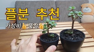 플라스틱 화분, 이것 쓰세요! | 가성비 좋고, 품질 좋은 국산 화분 | 디자인 예쁘고 통기 잘되는 오정 플분