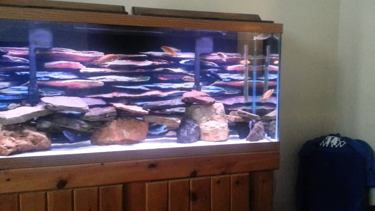 Best 55 gallon african cichlid tank ever