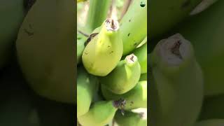 बायोमास की शक्ति | Kisan karyashala #shorts #organicfarming #biomass