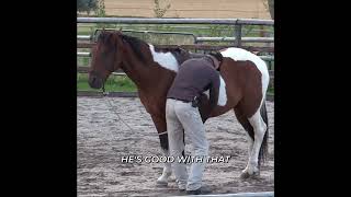 Horse Training: First Steps with Rope #shorts