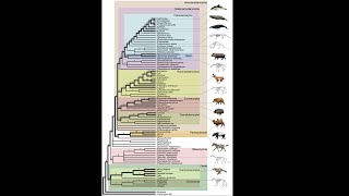 Evolution: The Evidence - Episode 9: Cladogram