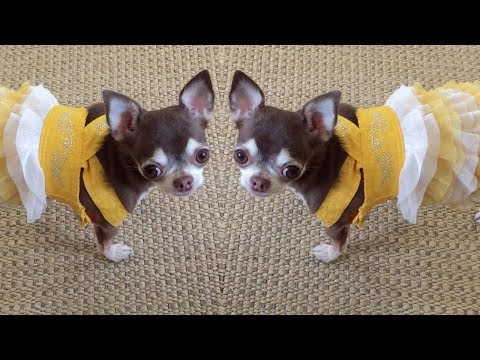 Chihuahua and yellow sundress. We update wardrobe for spring